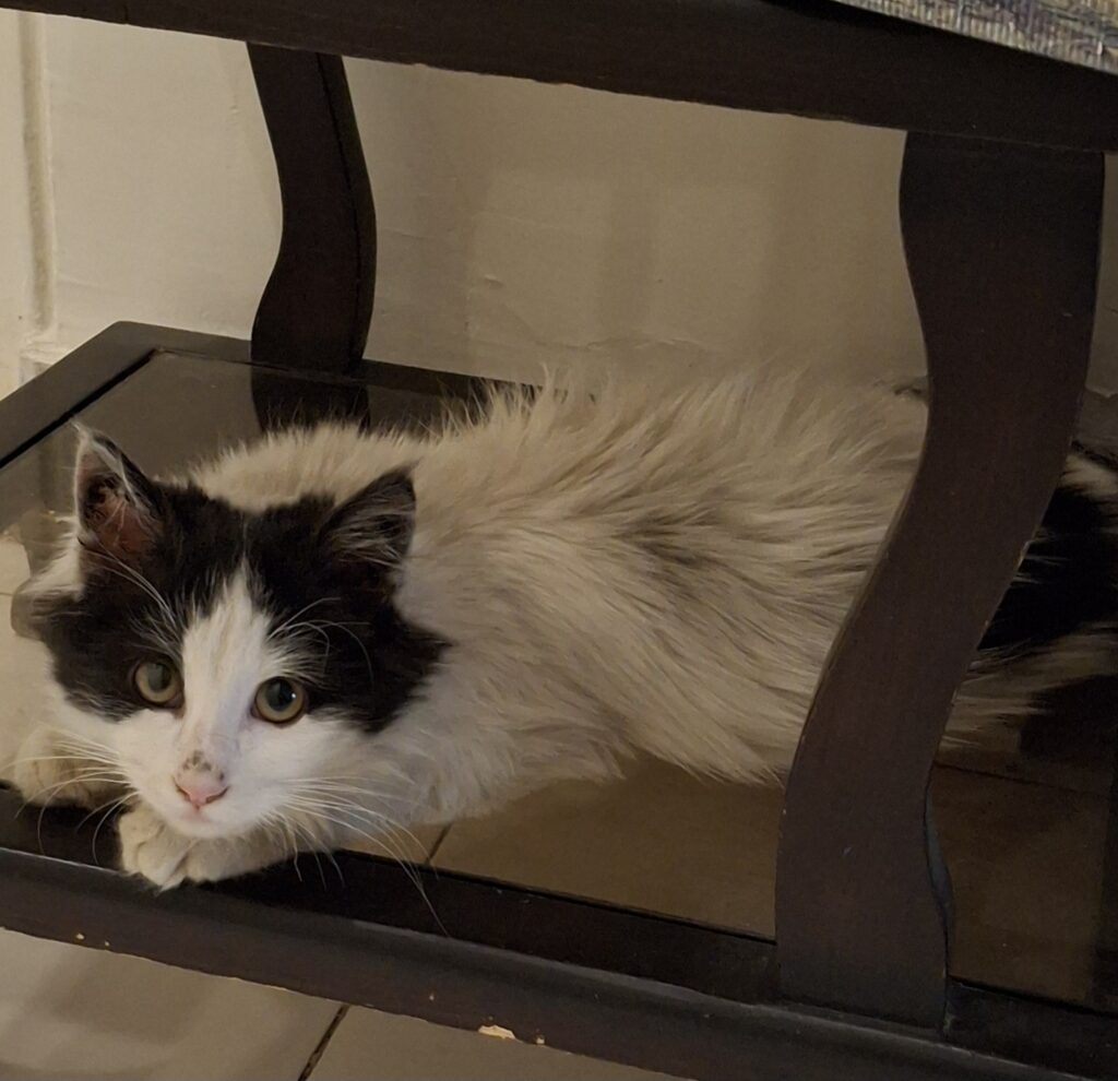 واگذاری گربه