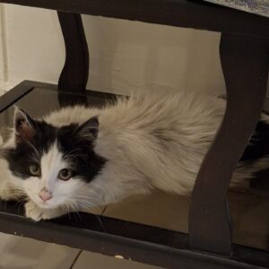 واگذاری گربه