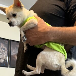 شی هواوا یک ساله