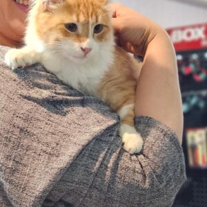 واگذاری گربه DLH