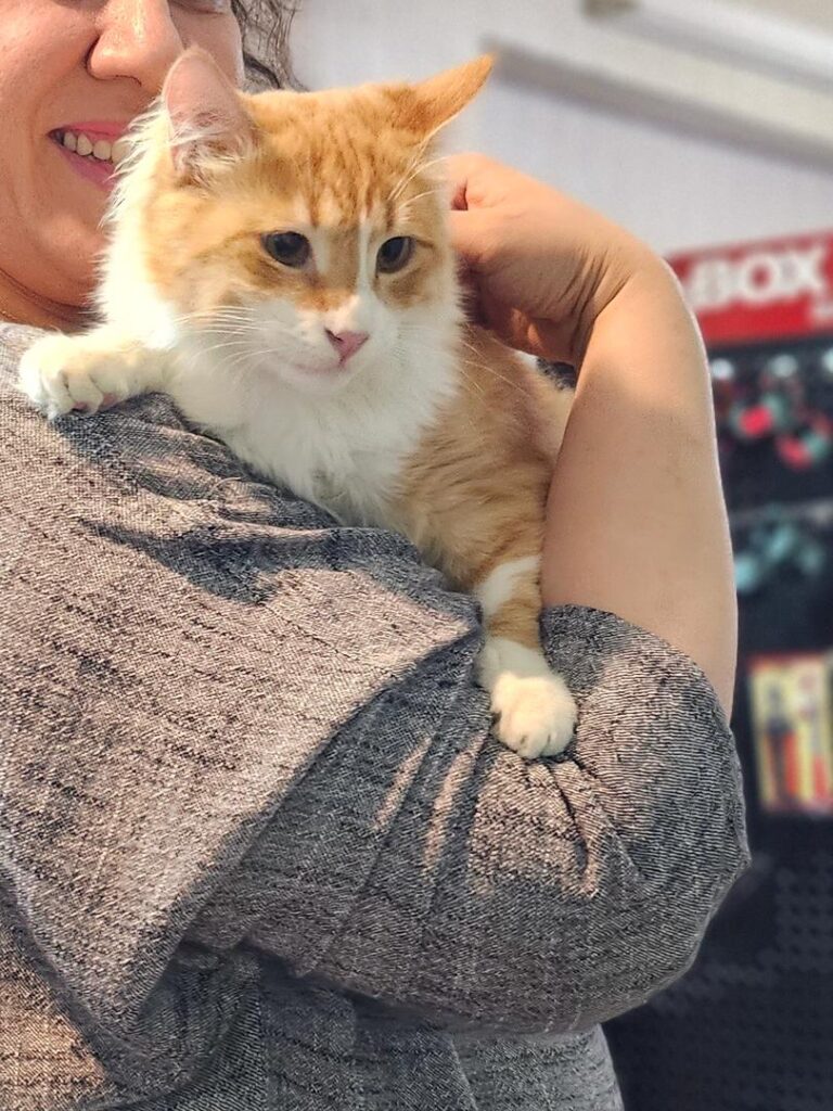 واگذاری گربه DLH