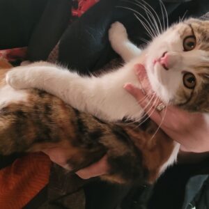 واگذاری رایگان نمک دختر آرام و بغلی