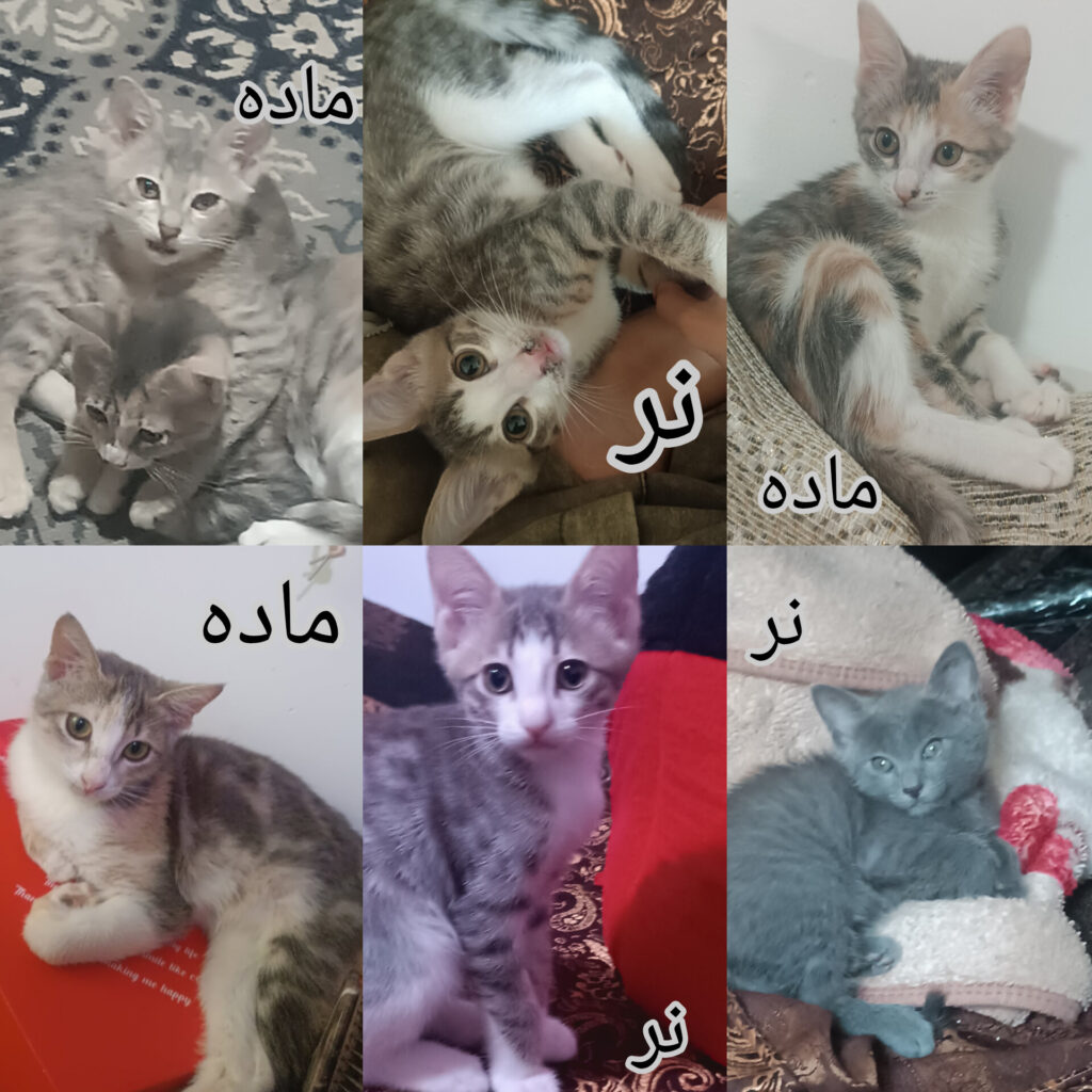 واگذاری گربه هایDsh