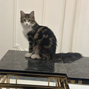 مادر و دختر مهربون