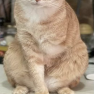 گربه گمشده با یک دست