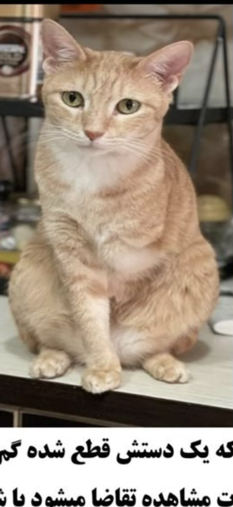 گربه گمشده با یک دست