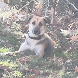 واگذاری سگ ژرمن ورک