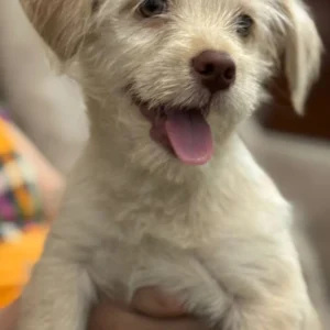 توله نر ۳ ماهه