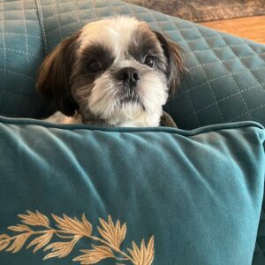 واگذاری سگ شیتزو