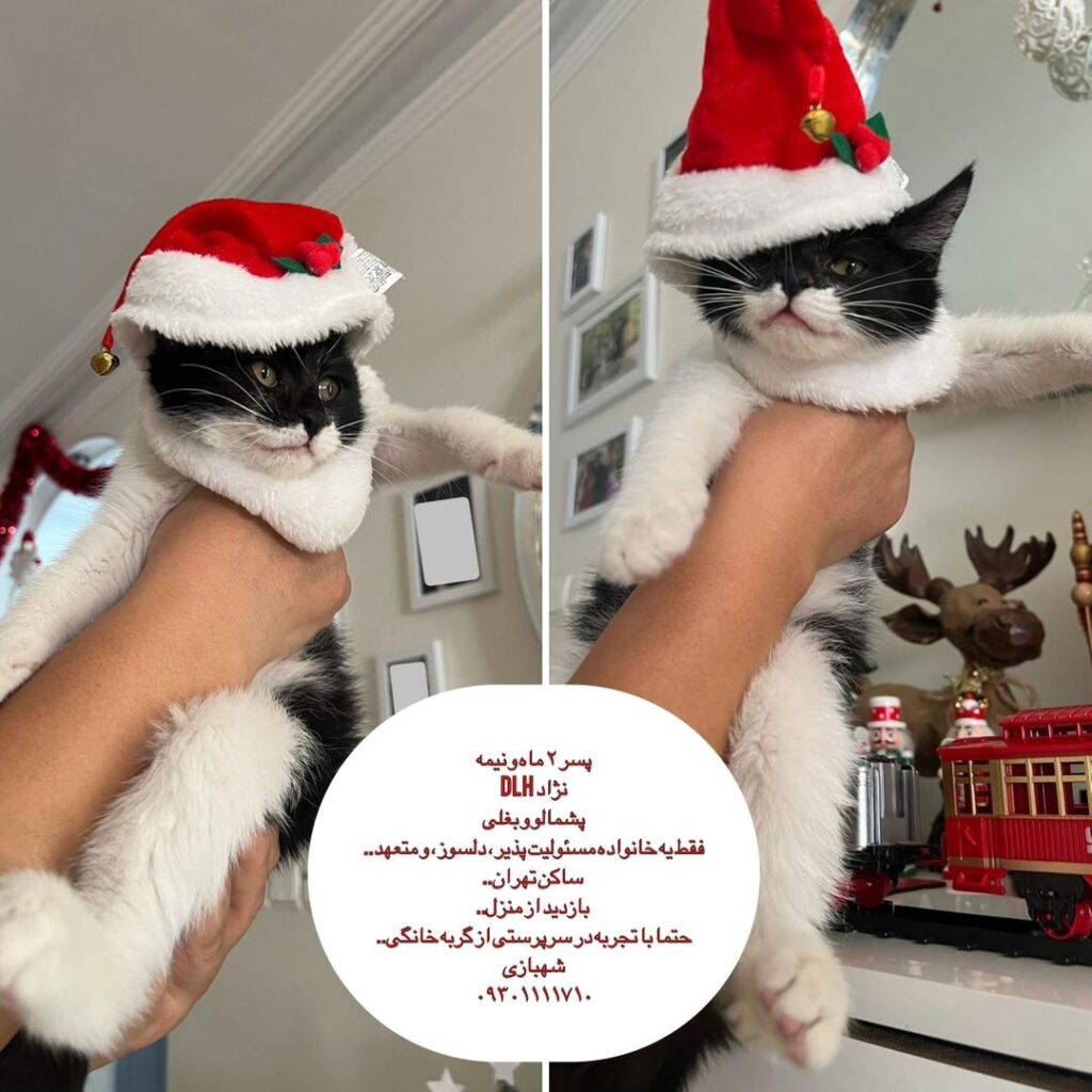 واگذاری گربه