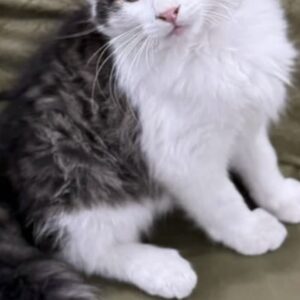 مامان من ميشى؟