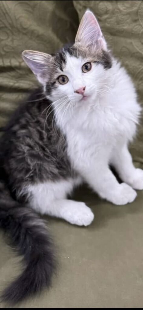 مامان من ميشى؟