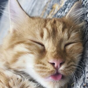 پیشی نارنجی پشمالو