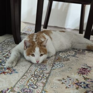 گربه نارنجی dsh