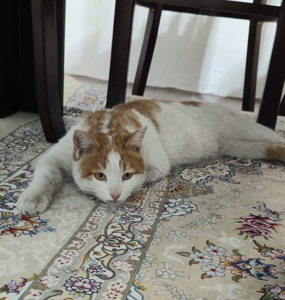 گربه نارنجی dsh