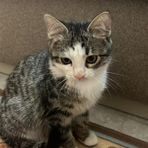 نجات دختر دو ماهه نجات یافته از دهان نار