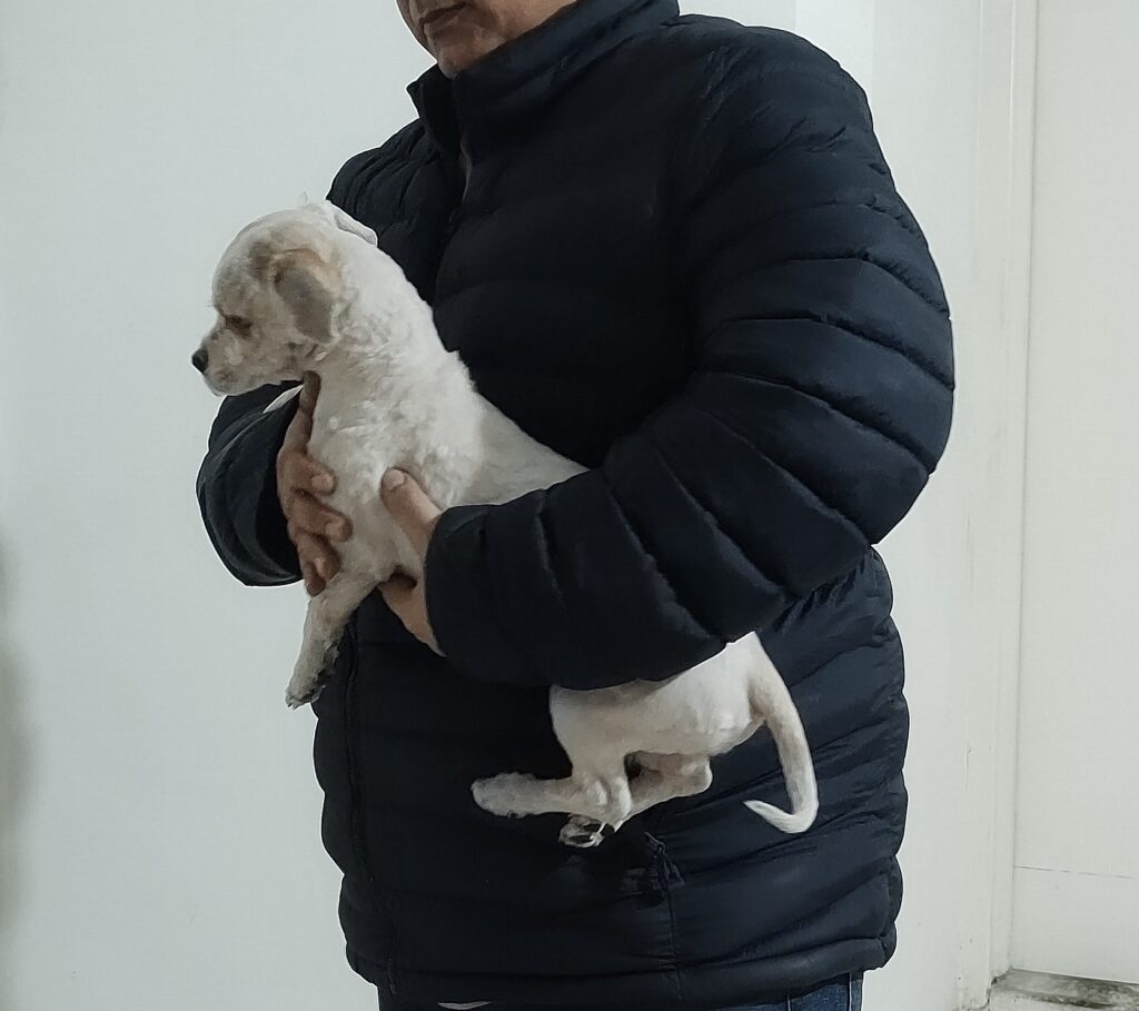 سگ ۶ ماهه و وزن آن چهار کیلوگرم است