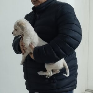 سگ ۶ ماهه و وزن آن چهار کیلوگرم است