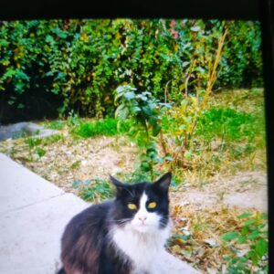 واگذاری گربه دختر سفید مشکی مو بلند