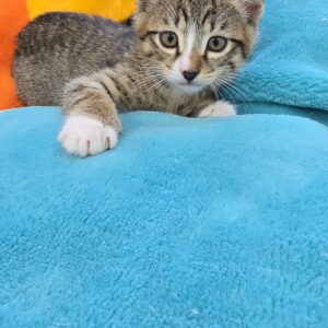 دنبال بچه گربه سلامت و مهربونی ؟