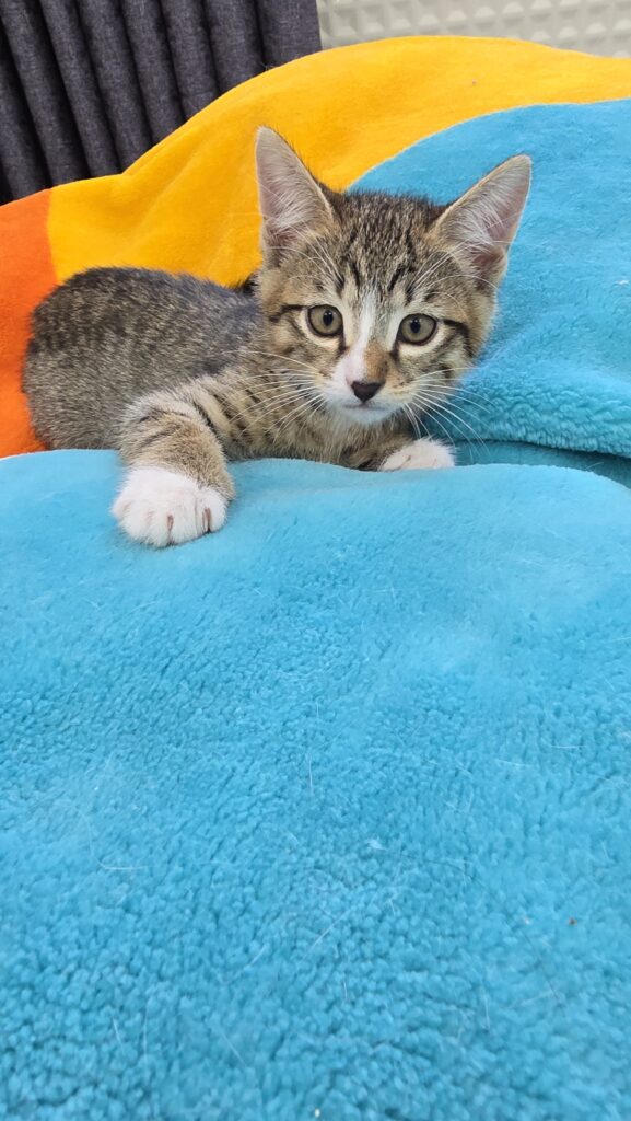 دنبال بچه گربه سلامت و مهربونی ؟