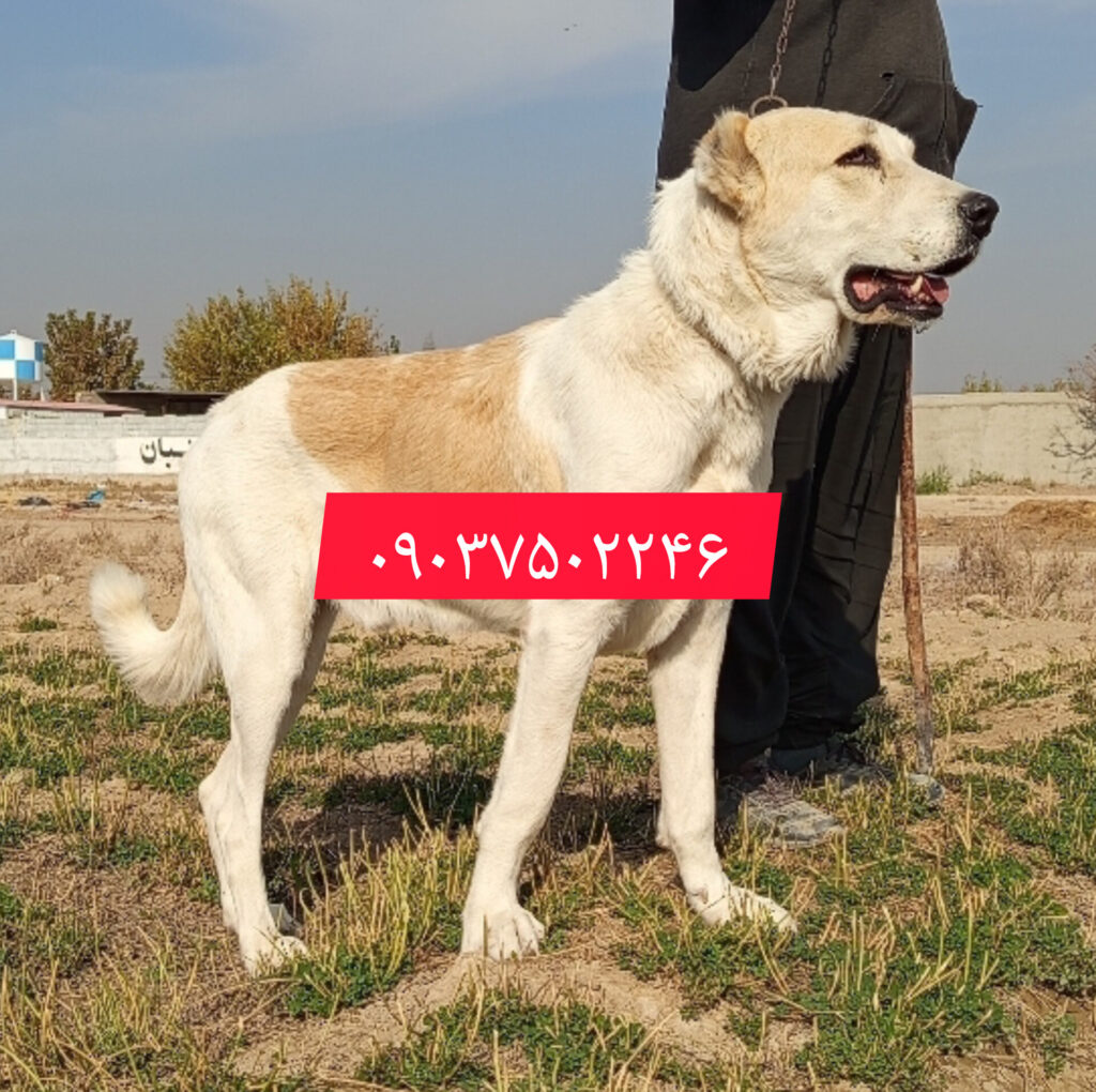 واگذاری سگ آلابای روسی اصیل