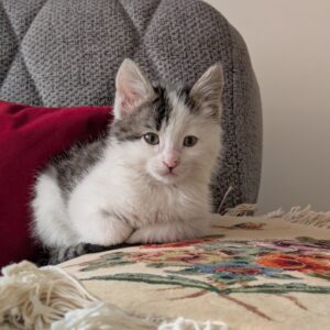 آقای مانوئل خان گرامی