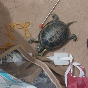 واگذاری لاکپشت