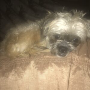 یه سر پامر کاملا اموزش دیده ماده یکساله