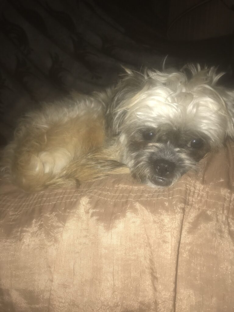 یه سر پامر کاملا اموزش دیده ماده یکساله