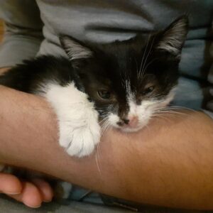 واگذاری نبات خانم لوس و بغلی