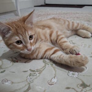 واگذاری گربه نارنجی  DSH