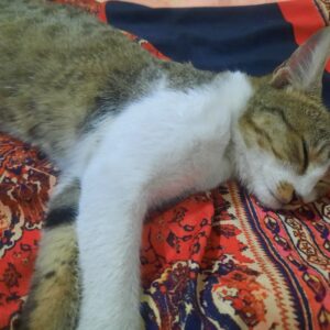 واگذاری گربه های ملوس