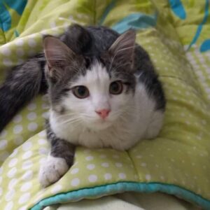 واگذاري رايگان بچه گربه دم روباهي