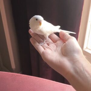 مرغ عشق ماده سفید