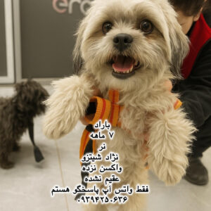 پسر هفت ماهه شیتزو (باراد)