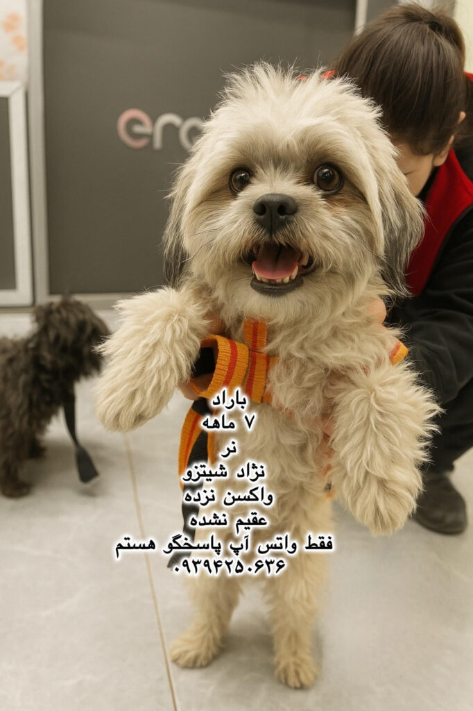 پسر هفت ماهه شیتزو (باراد)