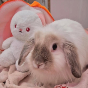 دو خرگوش لوپ و آنغوره