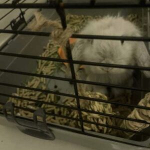 برفی بامزه و شیطون