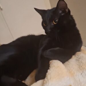 واگذاری گربه مشکی