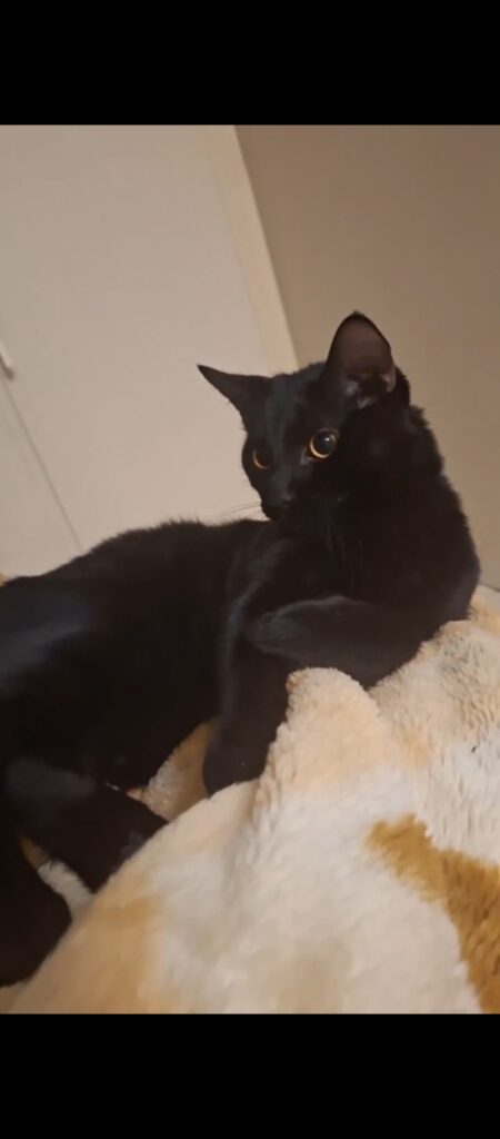 واگذاری گربه مشکی