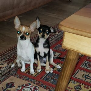 واگذاری  دوتا سگ مهربون و دوستداشتنی