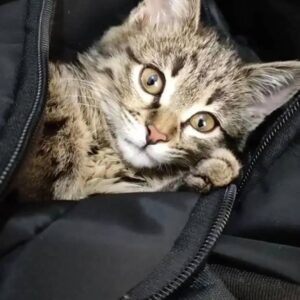 واگزاری الفو بامزه