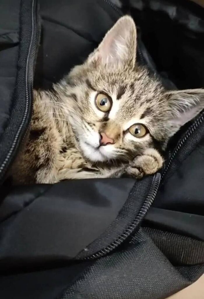 واگزاری الفو بامزه