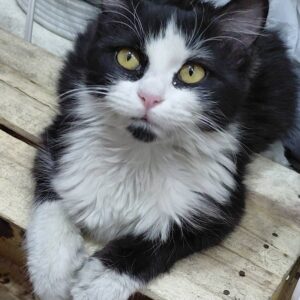 واگذاری گربه موبلند و زیبا