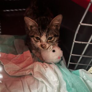 واگذاری رایگان فرشته معصوم نجات یافته