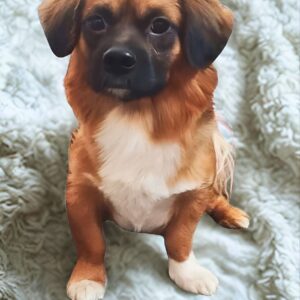 واگذاری میکس اشپیتز