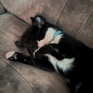 گربه گمشده مشهد.چمن