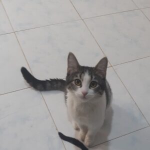 گربه ی امداد شده