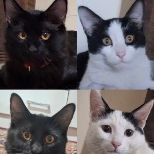 واگذاری چهارتا گربه